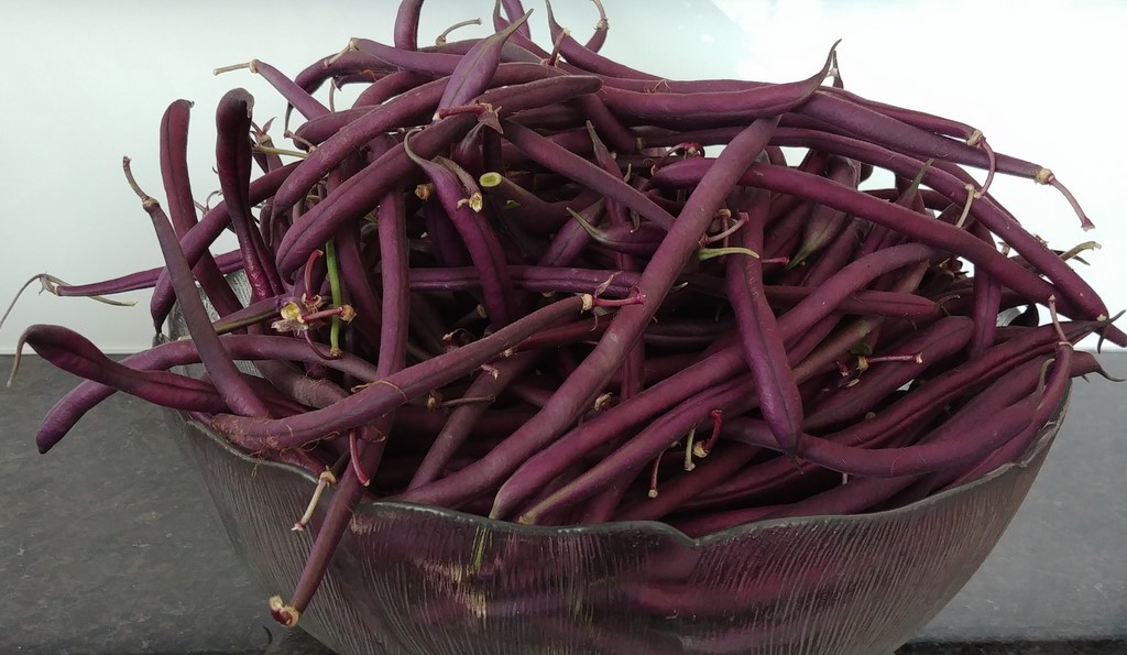 Haricots verts